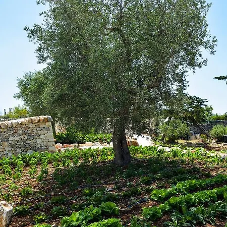 Fatuaria * Cisternino